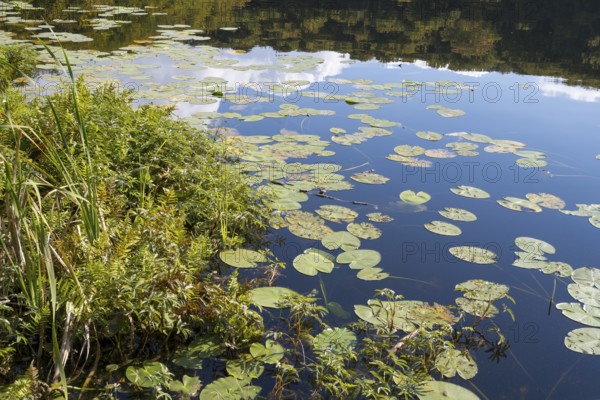 Schwarzer See, Kesselsee, pond-rose leaves, Granitz Nature Reserve, Southeast Rügen Biosphere Reserve, Rügen Island, Mecklenburg-Western Pomerania, Germany