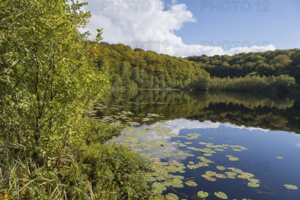 Schwarzer See, Kesselsee, pond-rose leaves, reflection, Granitz Nature Reserve, Southeast Rügen Biosphere Reserve, Rügen Island, Mecklenburg-Western Pomerania, Germany