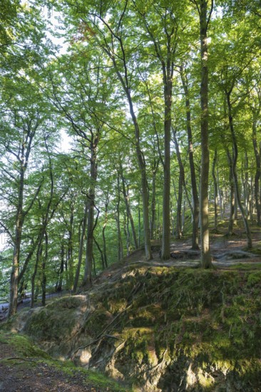 Beech Forest, Granitz Nature Reserve, Southeast Rügen Biosphere Reserve, Rügen Island, Mecklenburg-Western Pomerania, Germany