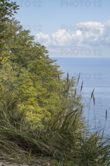 View of the Baltic Sea from steep bank, reed grass and deciduous trees, Granitz Nature Reserve, Southeast Rügen Biosphere Reserve, Rügen Island, Mecklenburg-Western Pomerania, Germany