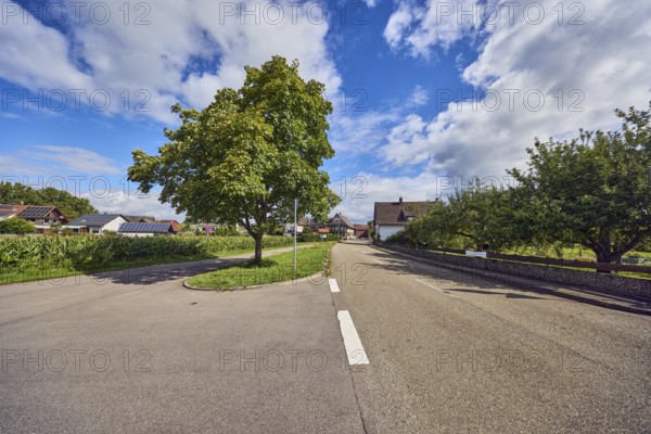 Tree Sycamore (Acer pseudoplatanus), general development, houses, street, grass, forest, blue sky, cumulus clouds, district road K5329, Hanauerlandstraße, district Hohnhurst, Kehl, Upper Rhine Plain, Ortenaukreis, Baden-Württemberg, Germany