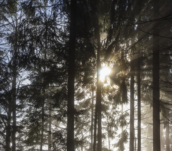 Spruce forest in morning fog with sunbeams, autumn, Mondseeland, Salzkammergut, Upper Austria, Austria