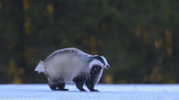 European badger (Meles meles), foraging in a snowy landscape in the last light, Swabian Alb biosphere reserve, Baden-Württemberg, Germany