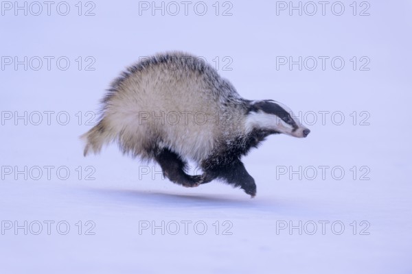 European badger (Meles meles), running in a snowy landscape, Swabian Alb biosphere reserve, Baden-Württemberg, Germany