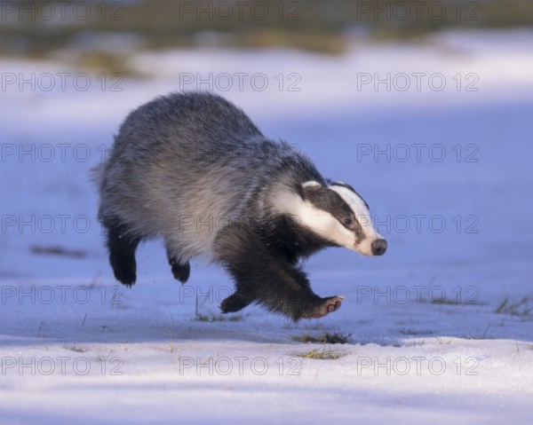 European badger (Meles meles), jumping in a snowy landscape in the last light, Swabian Alb biosphere reserve, Baden-Württemberg, Germany