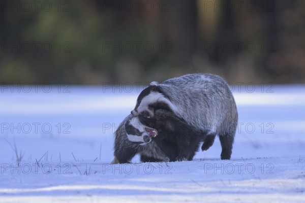 European badger (Meles meles), playful fight in a snowy landscape in the last light, Swabian Alb Biosphere Reserve, Baden-Württemberg, Germany