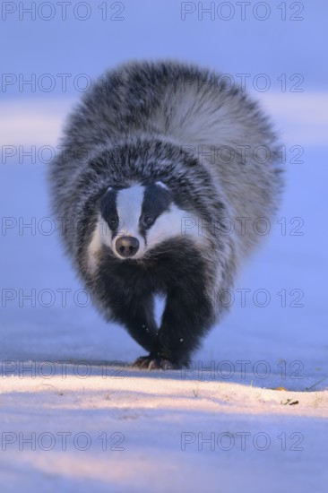 European badger (Meles meles), jumping in a snowy landscape in the last light, Swabian Alb biosphere reserve, Baden-Württemberg, Germany