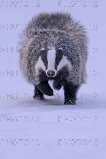 European badger (Meles meles), running in a snowy landscape, Swabian Alb biosphere reserve, Baden-Württemberg, Germany