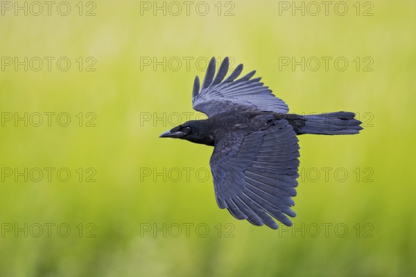 Corvus corone, close-up, view from above of flying adult bird with spread wings and visible plumage details in sunlight, Hesse, Germany