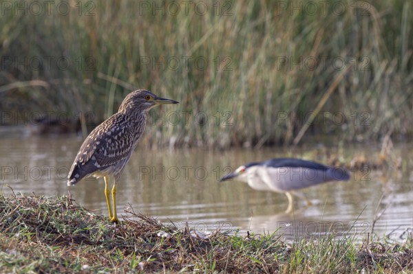 Night heron (Nycticorax nycticorax) Young bird standing on the shore of a water surface and observing adult bird hunting in the water, Majorca, Spain