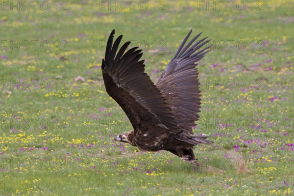 Eurasian Black Vulture (Aegypius monachus), close-up, adult bird taking off with wings outstretched from yellow and purple flowering meadow in Mongolian steppe, Bulgan, Mongolia