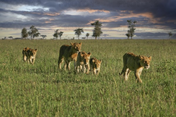 Lion (Panthera Leo), pride of lions with females and several cubs roaming the savannah in the evening light, Serengeti, Tanzania