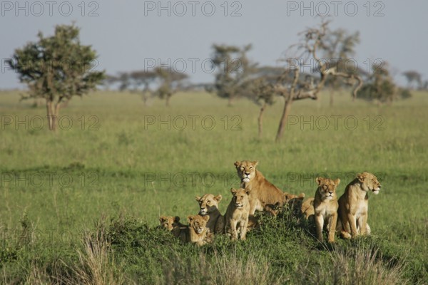 Lion (Panthera leo), pride with female and several cubs sitting together on a hill in the green savannah in the sun, Serengeti, Tanzania