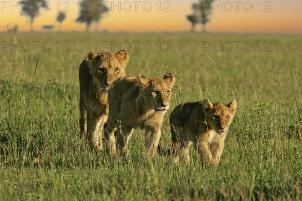 Lion (Panthera leo), close-up, female and two cubs walking one behind the other through the savannah in the evening light, Serengeti, Tanzania