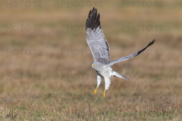 Hen harrier (Circus cyaneus), close-up, grey male takes off from a meadow with outstretched wings and flies away, Brandenburg, Germany