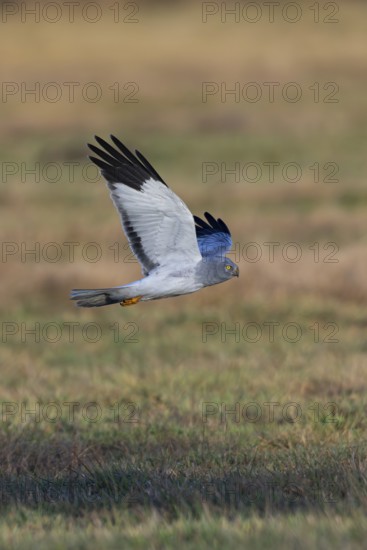 Hen harrier (Circus cyaneus), close-up, grey male flying with outstretched wings in a hunting flight over a meadow, Brandenburg, Germany