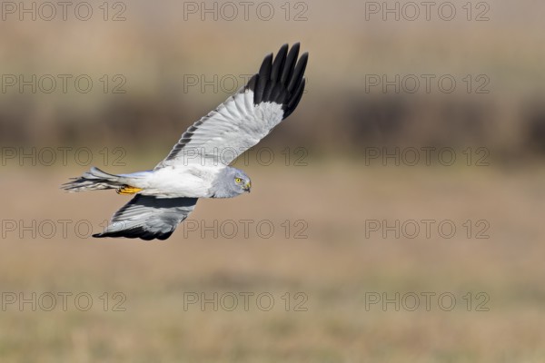Hen harrier (Circus cyaneus), close-up, grey male flying with outstretched wings in a hunting flight over a meadow, Brandenburg, Germany