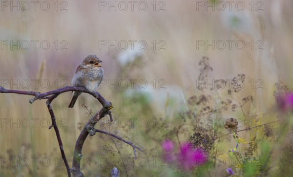 Red-backed shrike (Lanius collurio), young bird sitting with open beak on a branch surrounded by tall shrubs in a flowering area with red flowers, Hesse, Germany