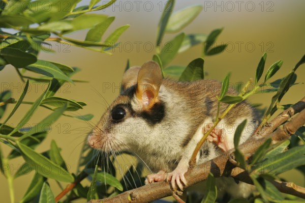 Garden dormouse (Eliomys quercinus), close-up, adult sits in a cute pose in bushes and looks with big, black saucer eyes, Valencia, Spain