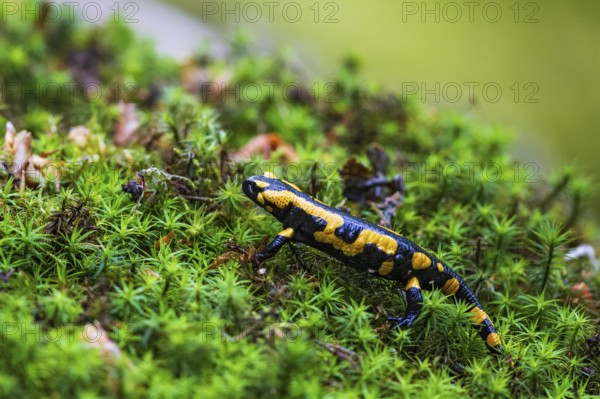 Fire salamander (Salamandra salamandra), close-up, running on the forest floor over a large area of green and moist star moss, Bavaria, Germany