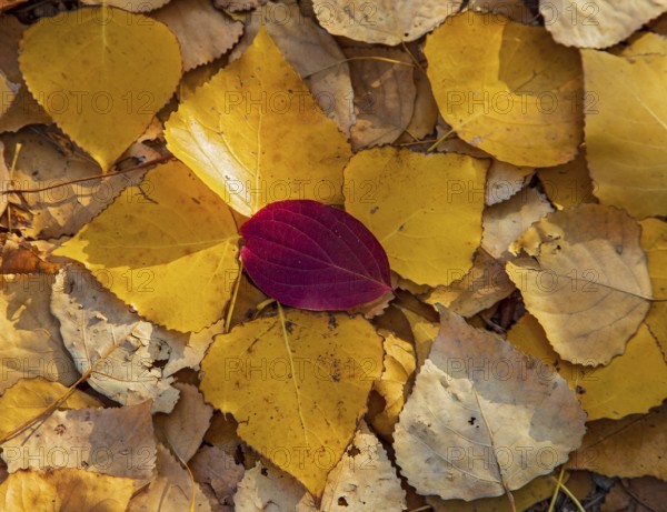 Bunch of leaves of colorful autumn leaves in the sun, mosaic of yellow poplar leaves covered by a single, intensely red-colored leaf, Baden-Württemberg, Germany