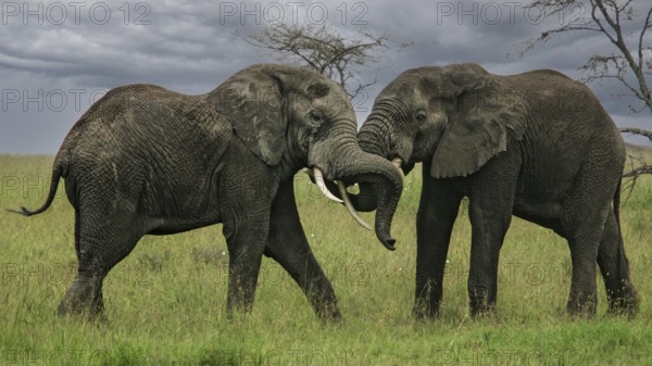 African elephant (Loxodonta africana), two fighting bulls with powerful tusks in savannah against a cloudy grey sky, Serengeti National Park, Tanzania