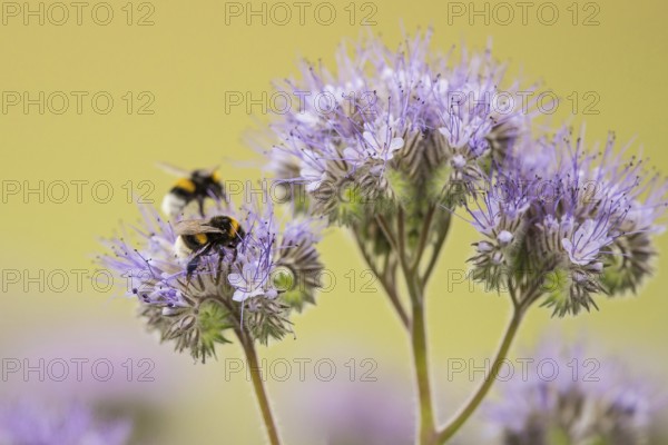 Ground bumblebee (Bombus terrestris), two animals sitting within a flowering area on a purple flower of tansy phacelia (Phacelia tanacetifolia) and collecting nectar in spring, Hesse, Germany