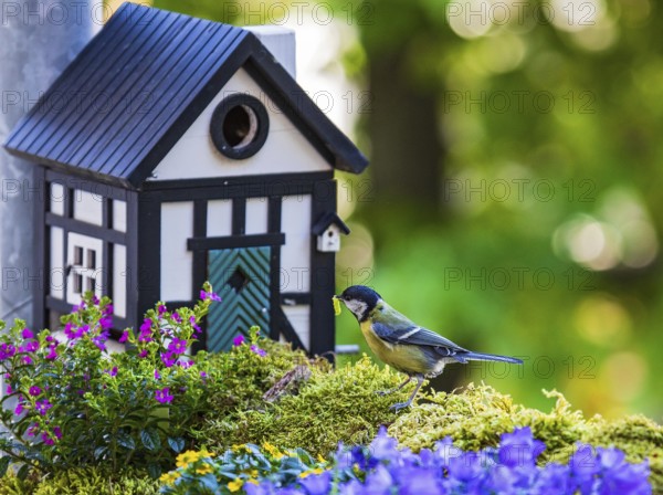 Great tit (Parus major), adult bird sitting with a green caterpillar in its beak in front of a half-timbered bird nesting box between colourful flowering balcony plants, Heidelberg, Baden-Württemberg, Germany