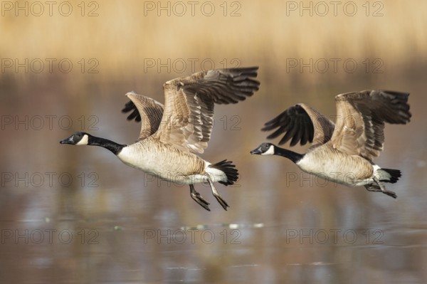 Canada goose (Branta canadensis), two birds with outstretched wings flying side by side over the ice of a frozen lake, Baden-Württemberg, Germany