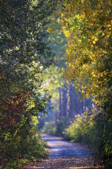 Small dirt road along poplar alley and reeds as well as colorful hedges in the sun with colorful autumn leaves in Indian summer, Baden-Württemberg, Germany