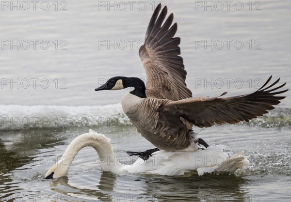 Canada goose (Branta canadensis), close-up, adult bird running with outstretched wings over the back of a swimming mute swan (Cygnus olor) in an ice-free waterhole of a frozen lake, Baden-Württemberg, Germany