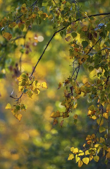Colourful autumn leaves with yellow leaves of a poplar (Populus spec.) hanging on a branch in the sun in Indian summer, Baden-Württemberg, Germany