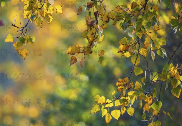 Colourful autumn leaves with yellow leaves of a poplar (Populus spec.) hanging on a branch in the sun in Indian summer, Baden-Württemberg, Germany