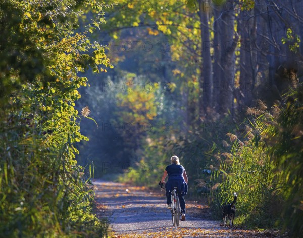 Female cyclist with dog cycling in the sun on a small cycle path along a poplar alley and reeds in colorful autumn leaves, Baden-Württemberg, Germany
