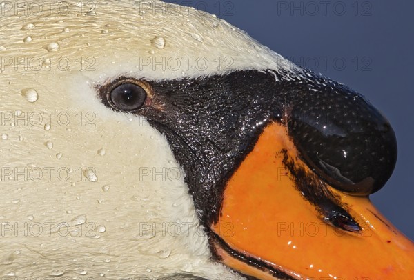 Mute swan (Cygnus olor), portrait and close-up of a male with a large hump on the orange beak and shiny pearls of water droplets on the face, Baden-Württemberg, Germany