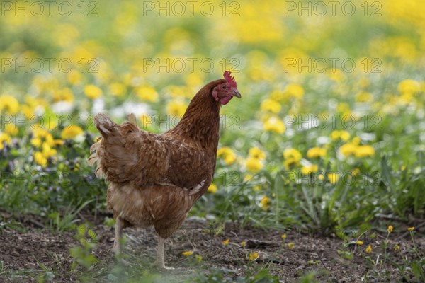 Domestic fowl (Gallus gallus domesticus), brown hen in free range runs through yellow flowering meadow with dandelion (Taraxacum officinale), Baden-Württemberg, Germany
