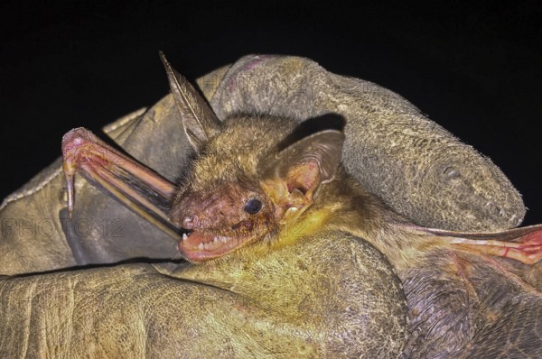 Greater mouse-eared bat (Myotis myotis), being held with open mouth and visible teeth as well as recognisable flight skin by a scientist and biologist wearing gloves as part of biological field research, Baden-Württemberg, Germany