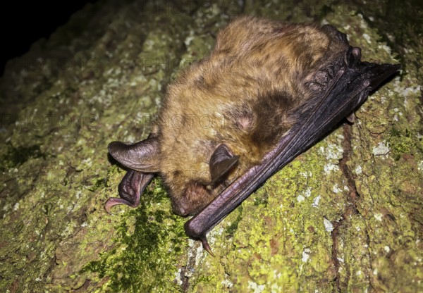 Greater mouse-eared bat (Myotis myotis), close-up, brown adult climbing on a tree trunk at night in the forest, Baden-Württemberg, Germany