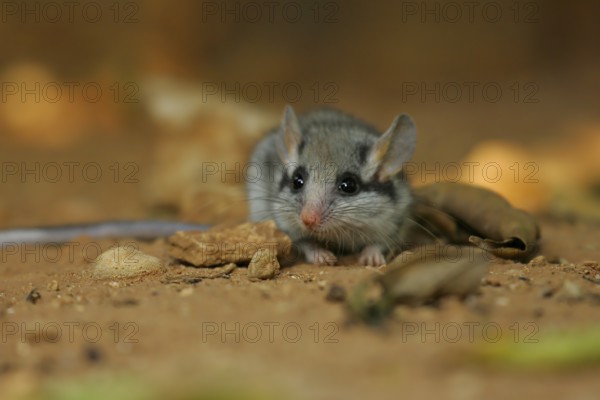 Garden dormouse (Eliomys quercinus), close-up, adult sits on Mediterranean, reddish sandy soil on the ground and looks with large, black saucer eyes, Valencia, Spain