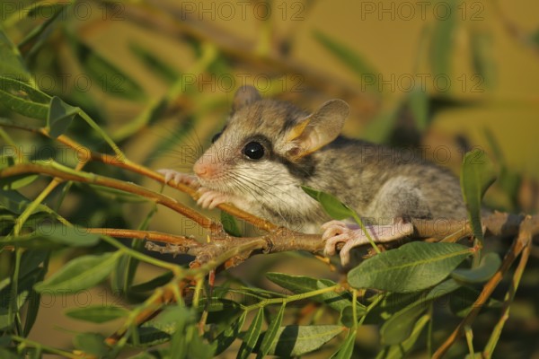 Garden dormouse (Eliomys quercinus), close-up, adult climbs relaxed and calm in a cute pose in bushes and looks with big, black saucer eyes, Valencia, Spain