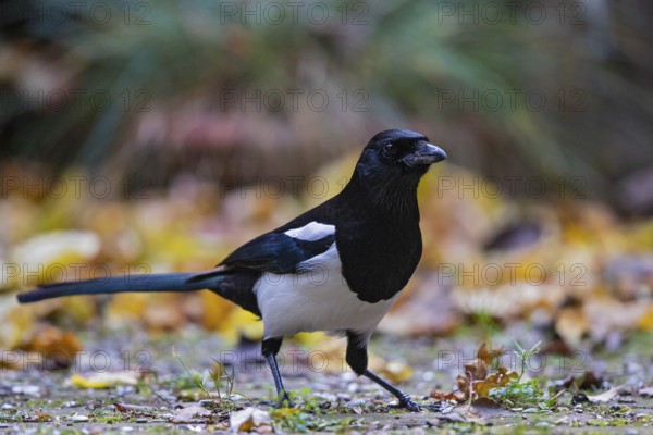 Magpie (Pica pica), adult bird foraging in colourful autumn leaves in Indian summer, Bavaria, Germany