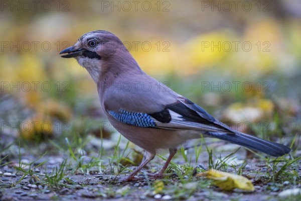 Eurasian jay (Garrulus glandarius), close-up, adult bird foraging in colourful autumn leaves, Bavaria, Germany