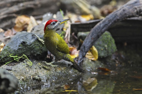 Burmese Green Woodpecker (Picus viridanus), close-up, male sitting at a waterhole, Kaeng Krachan National Park, Thailand