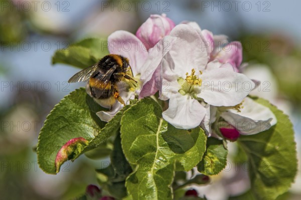 Ground bumblebee (Bombus terrestris) sitting in front of a white blossom and collecting nectar on a flowering apple tree (Pyrus malus) in spring, Hesse, Germany