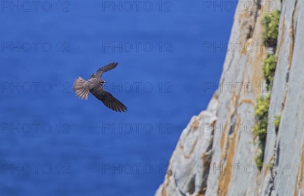 Eleonora's falcon (Falco eleonorae), male of the light-coloured morph flies acrobatically in front of the rocky coast at the breeding site, Isola San Pietro, Sardinia, Italy