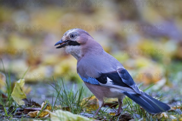 Eurasian jay (Garrulus glandarius), close-up, adult bird with a nut in its beak foraging in colourful autumn leaves, Bavaria, Germany