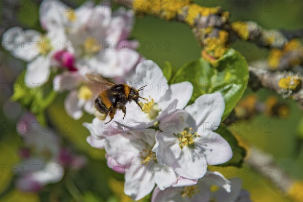 Ground bumblebee (Bombus terrestris) flies and hovers in front of white blossom and collects nectar on blossoming apple tree (Pyrus malus) in spring, Hesse, Germany