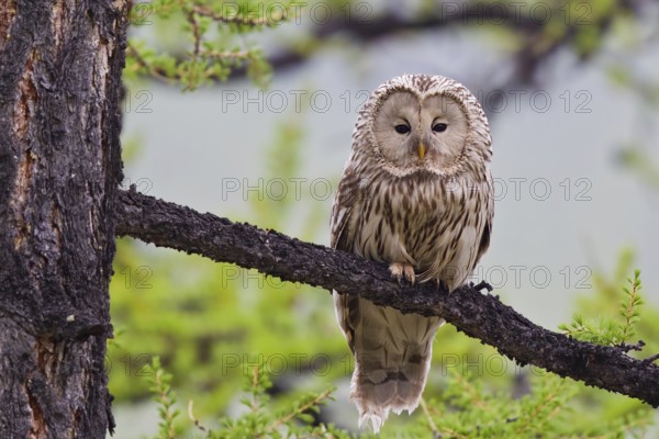 Ural owl (Strix uralensis), adult bird in taiga sitting on a branch in boreal larch forest, Khuvsgul Lake, Mongolia