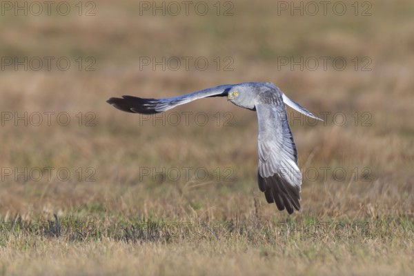 Hen harrier (Circus cyaneus), close-up, grey male flying with outstretched wings in a hunting flight over a meadow, Brandenburg, Germany