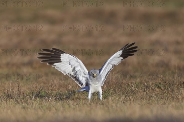 Hen harrier (Circus cyaneus), close-up, grey male lands with outstretched wings in a hunting flight in a meadow and tries to catch a mouse, Brandenburg, Germany